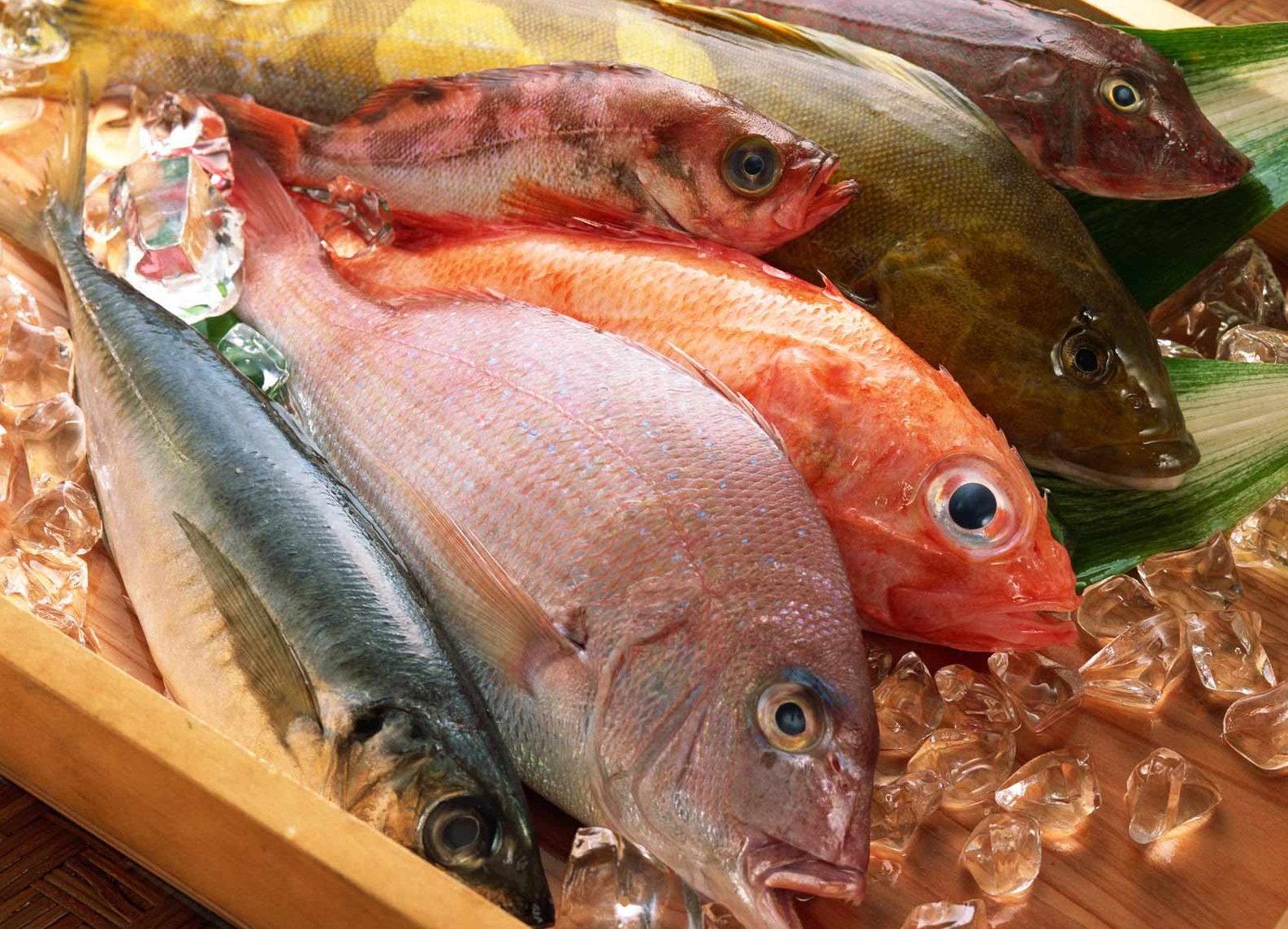 Ikan Premium